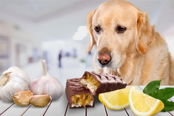 what is toxic to dogs