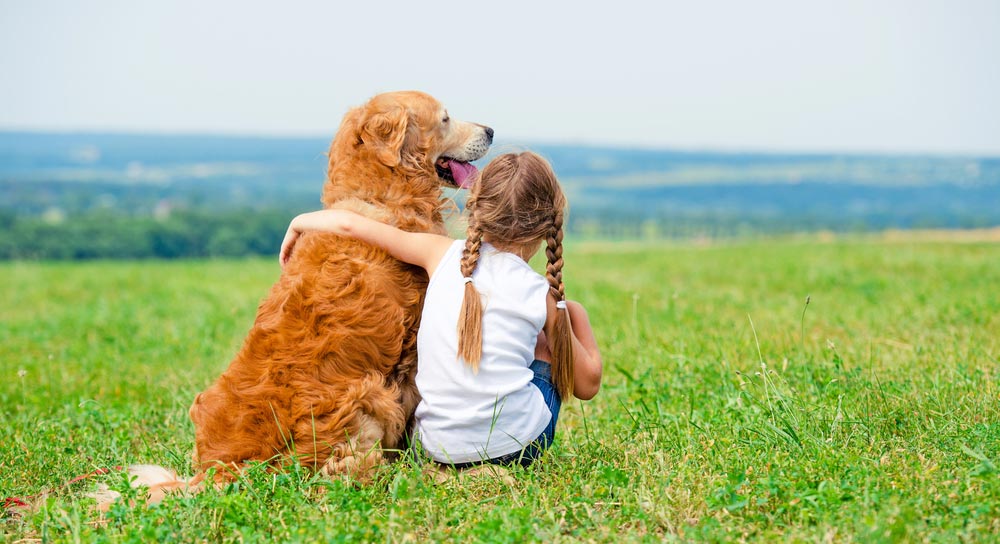 how to find lost dogs