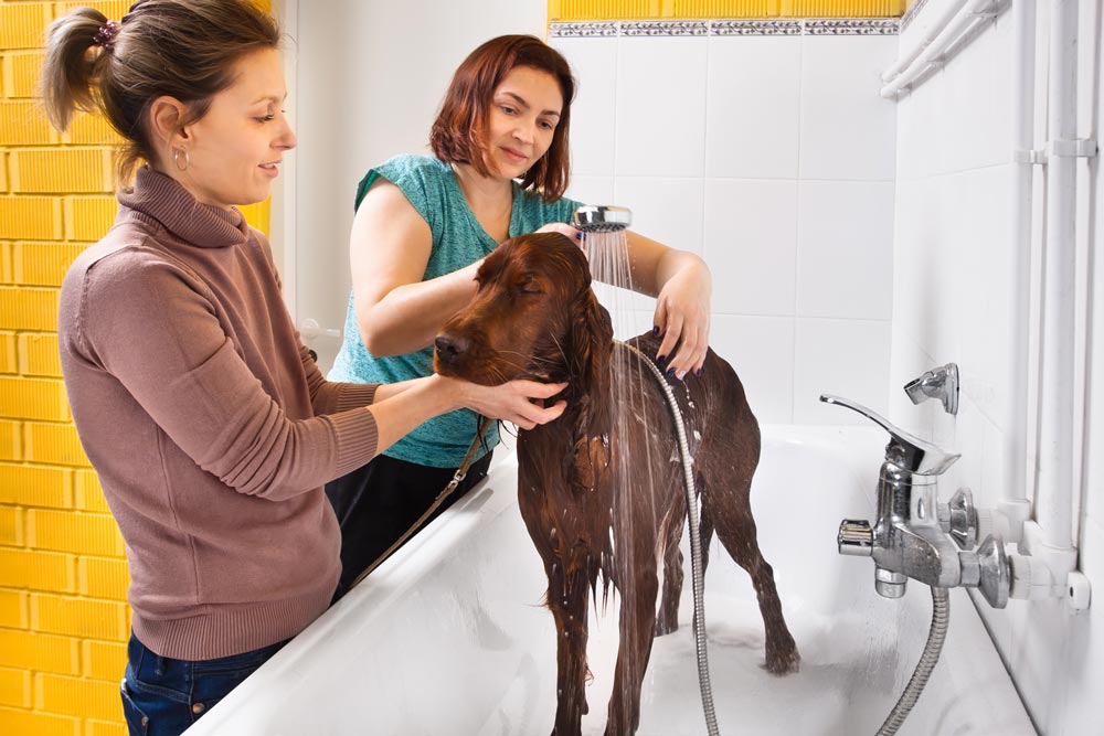 friends , dog groomer prices , cost of dog grooming , pet grooming prices, dog grooming pricing