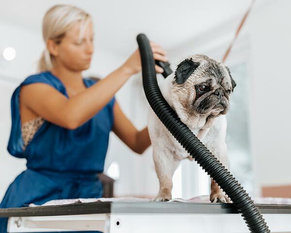 Featured image for Additional Paw-some Pet Grooming Services for Business Expansion post
