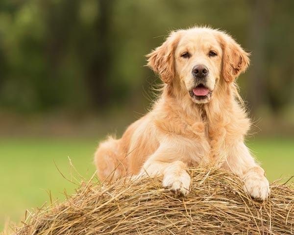 grooming a golden retriever