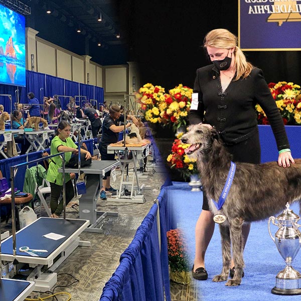 dog grooming competitions