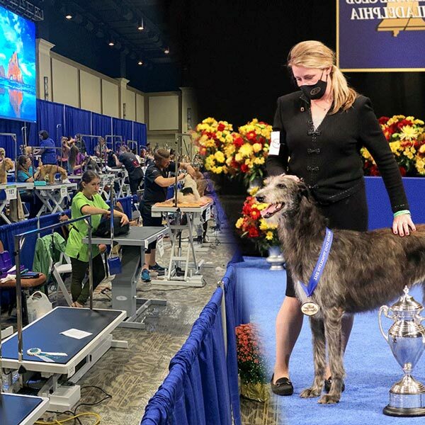 Featured image for Notable Dog Competitions in the USA post