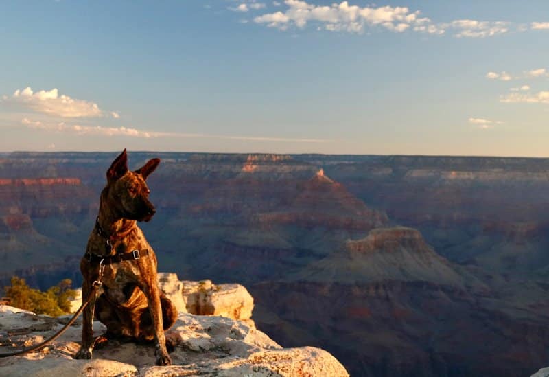 dog friendly vacations