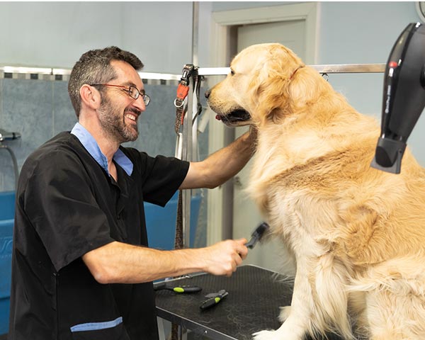 grooming a golden retriever