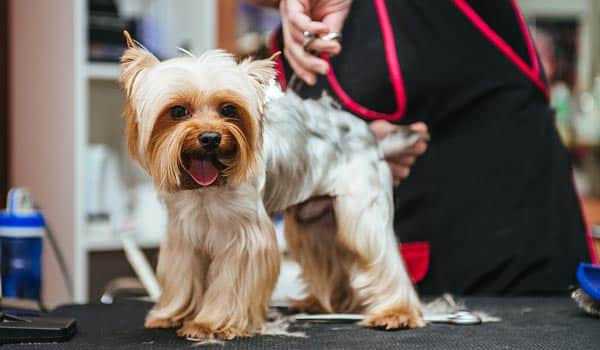 dog spa grooming