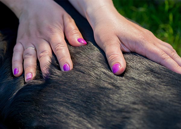 dog massage therapy