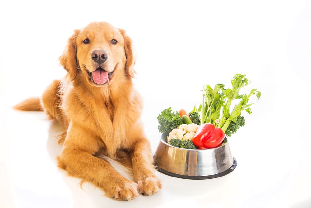 pet industry