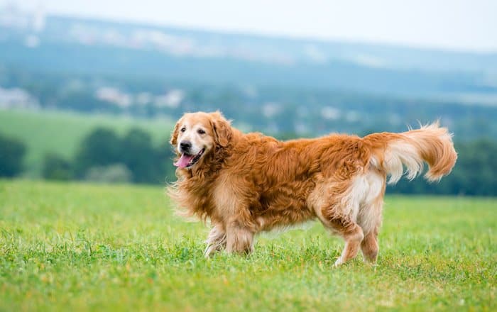 The shop friendly groomer