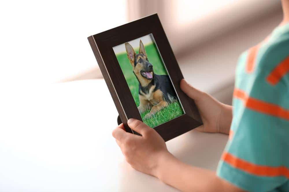 lost dog