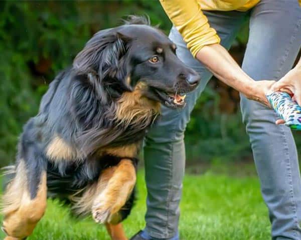 new dog breeds