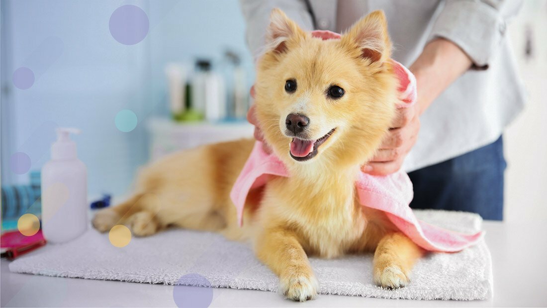 Featured image for How to Become a Dog Groomer in One Year post