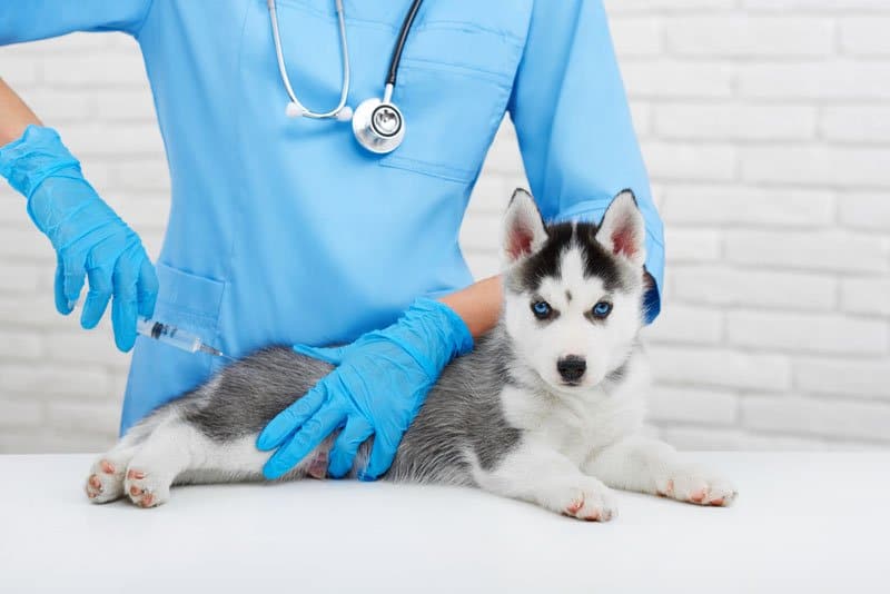 rabies shot