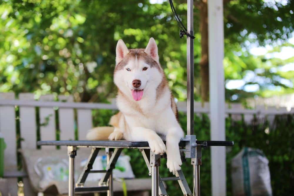 DaySmart 8 Professional Dog Grooming Supplies You Need In Your