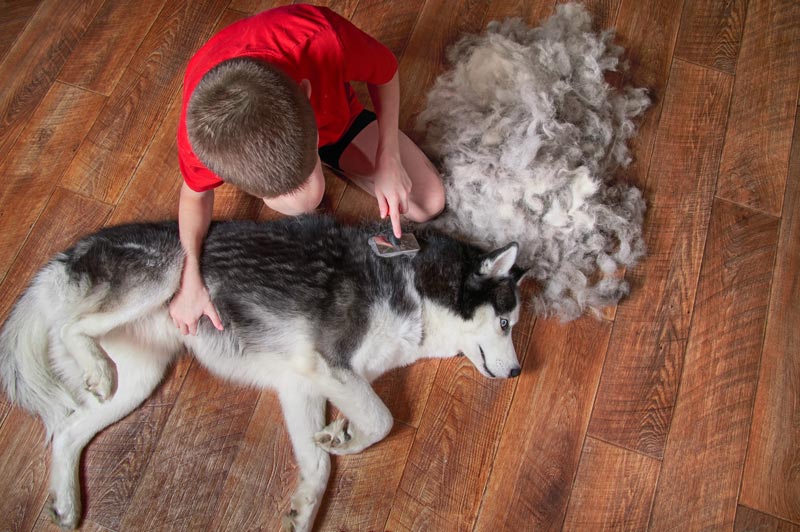 dog grooming tools, shedding