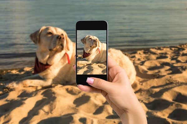dog instagram