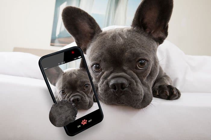 dog instagram