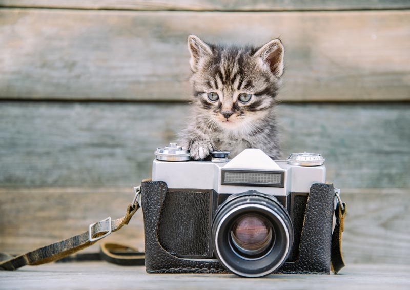 Pet Friendly Instagram