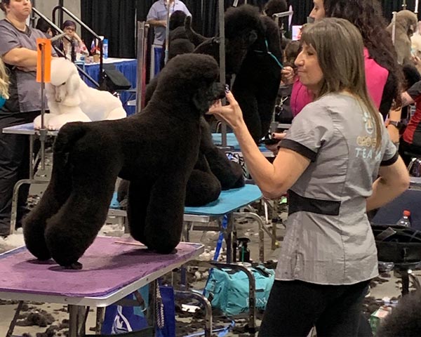 dog grooming competitions