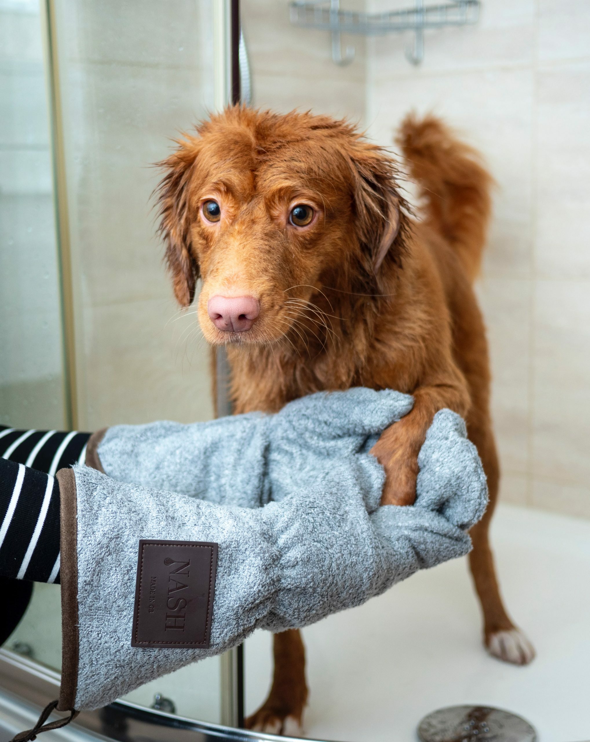 Featured image for How To Start a Dog Grooming Business post