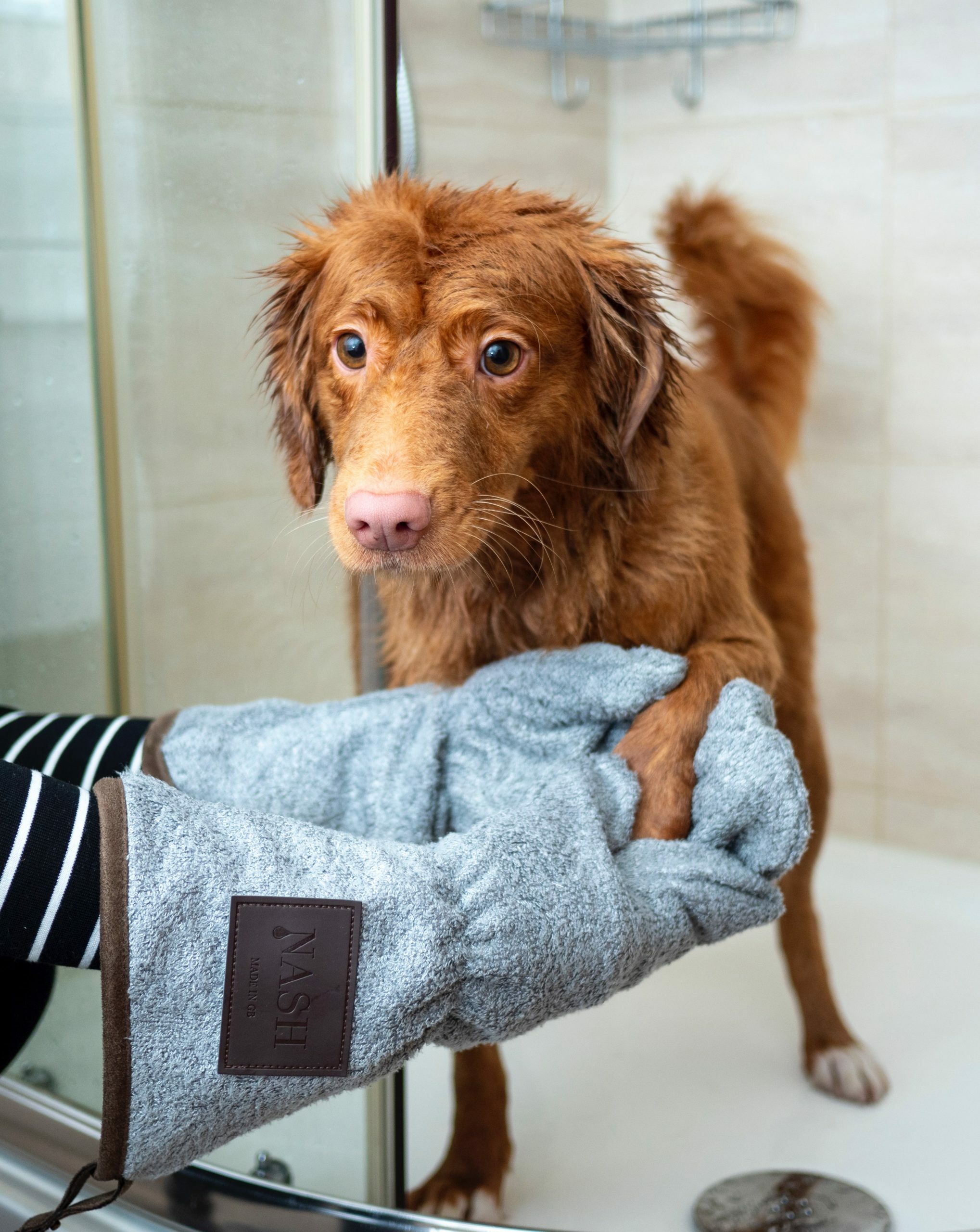 Interactive Pet Toys Can Keep Pets Busy - Befur and After Mobile Dog  Grooming