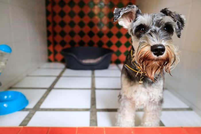 dog boarding facility