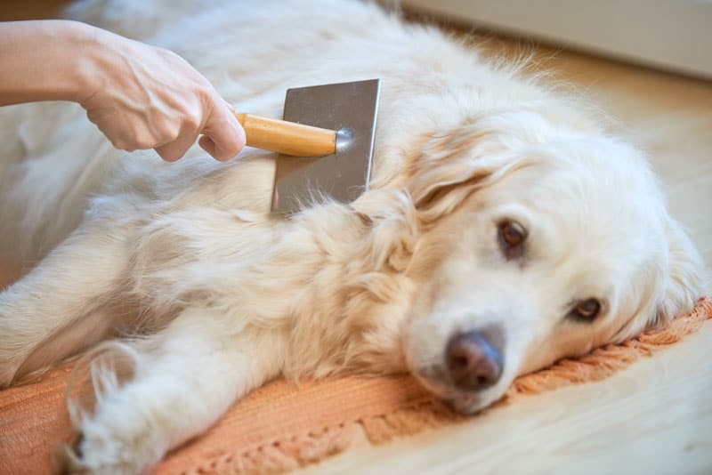 shedding, dog grooming tools