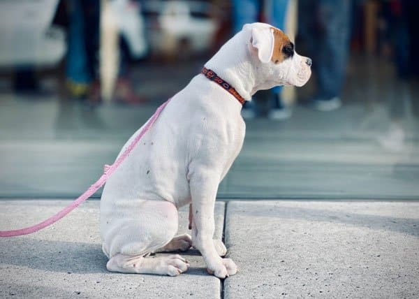 how to walk a dog