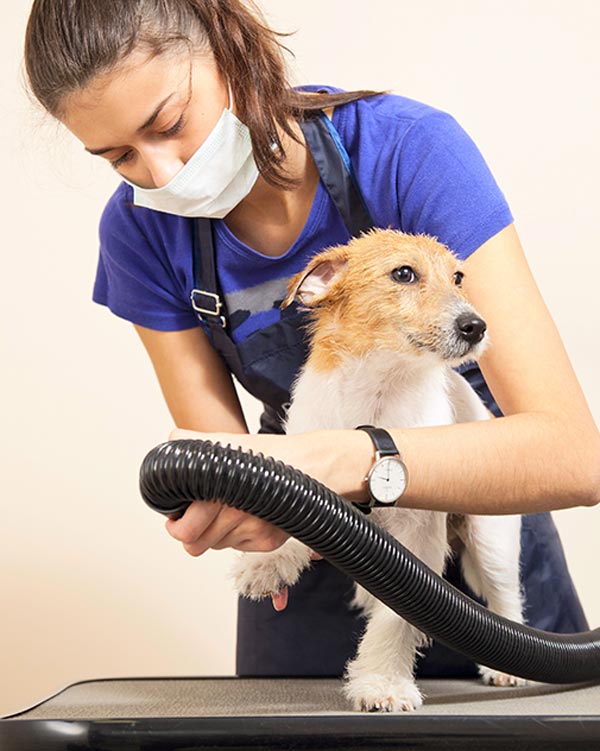 groomers lung mask
