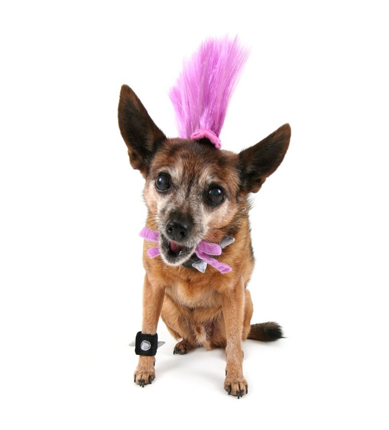 dog in costume