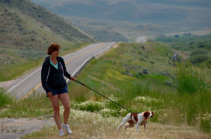 dog friendly vacation