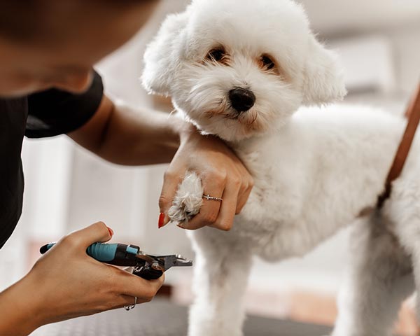 dog spa