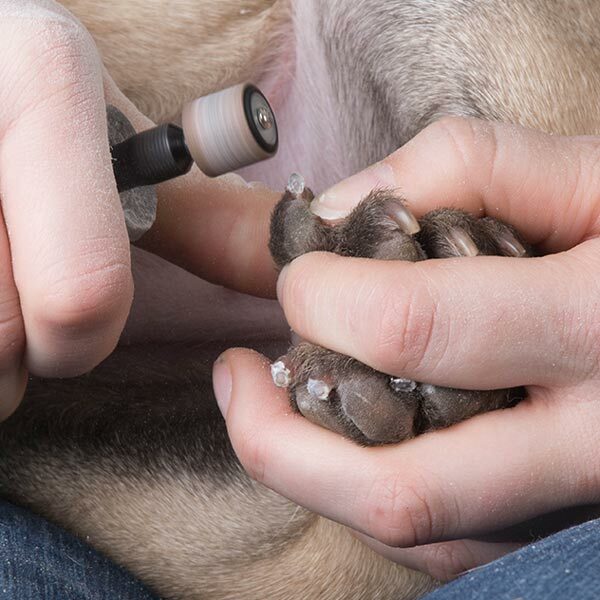 Featured image for A Complete Guide on How to Choose the Right Pet Nail Grinder post