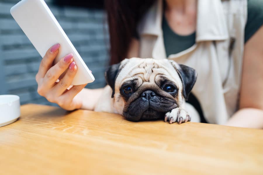 pet grooming app