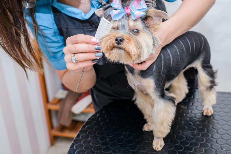 pet groomer