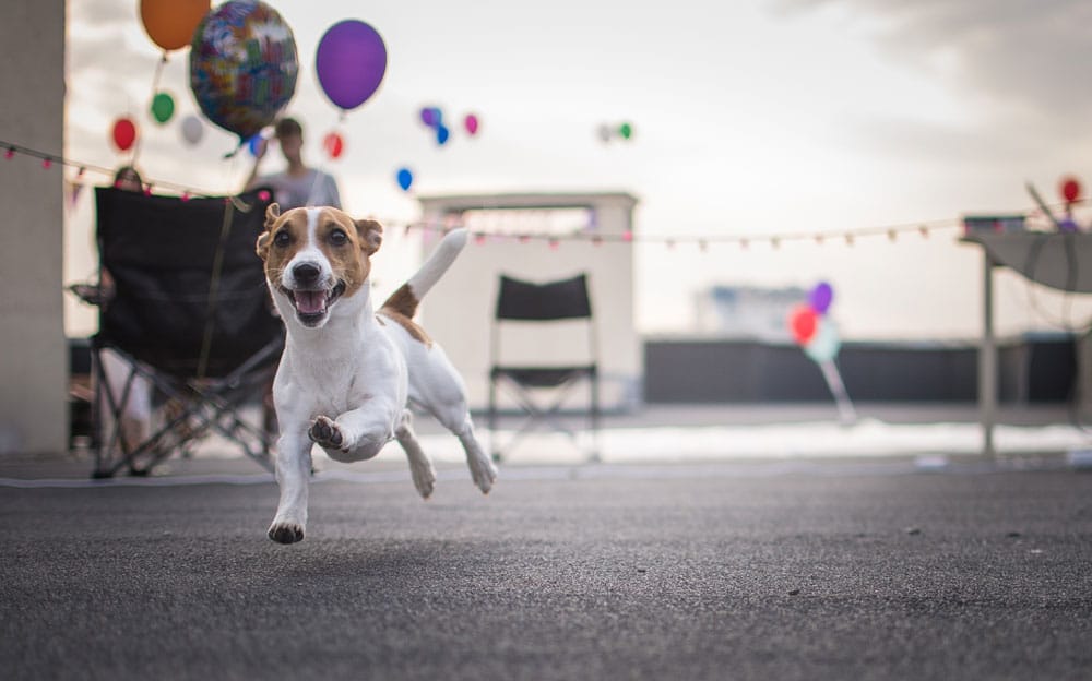 Pet Party