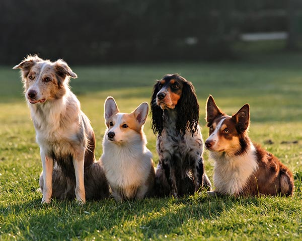 pet sitting career with dogs