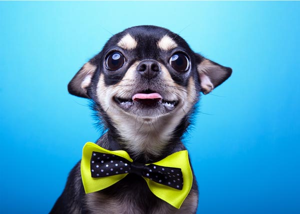 pet apparel