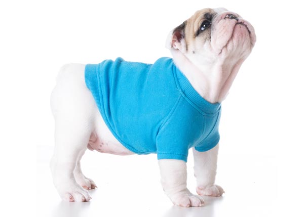 pet apparel
