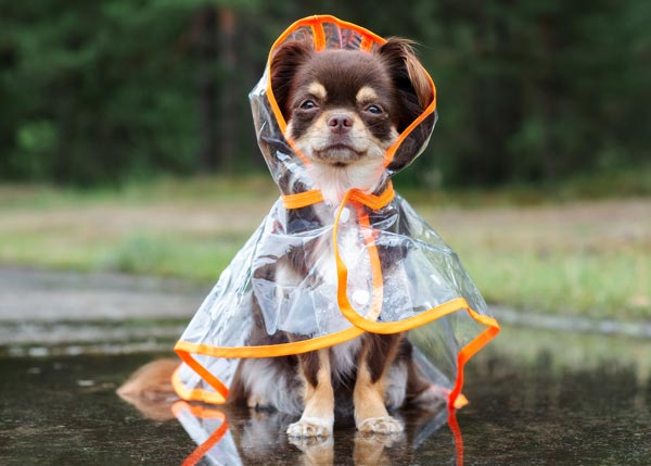 pet apparel