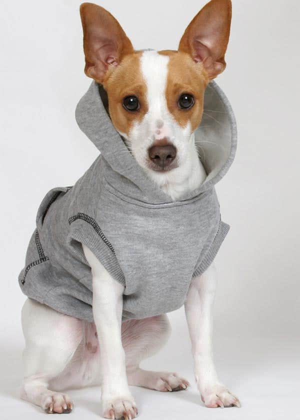 pet apparel