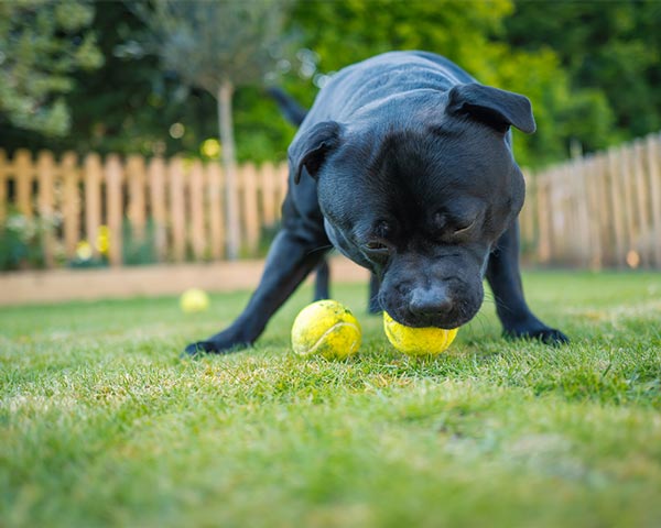 dog run ideas