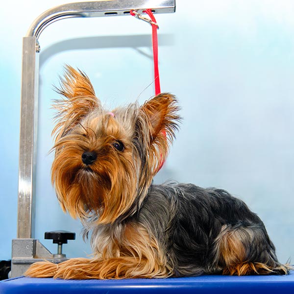 dog grooming harness