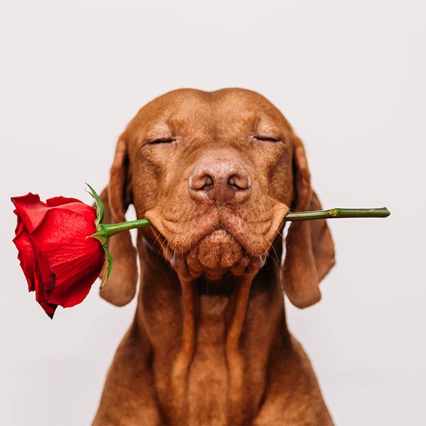 doggy valentine