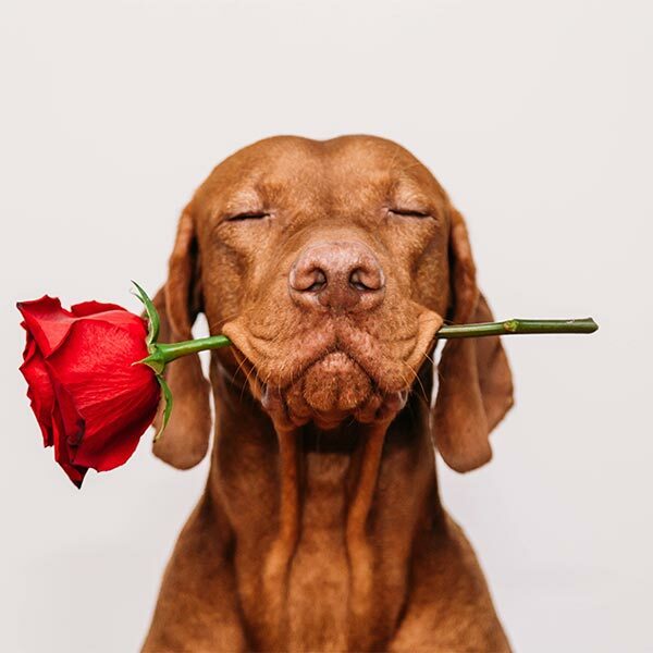 Featured image for It’s a Date! 7 Ways to Celebrate With Your Doggy Valentine post