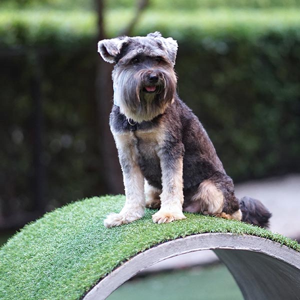 Dog run ideas online