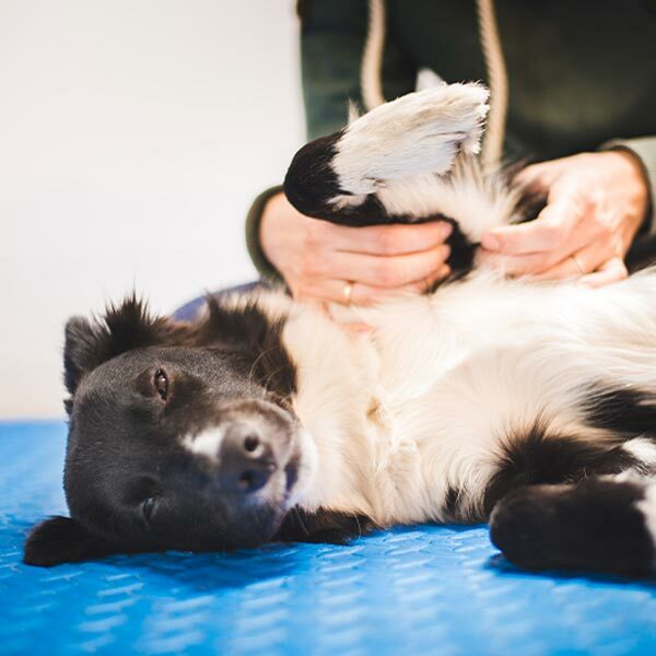 DaySmart Get Acquainted With Dog Massage Therapy