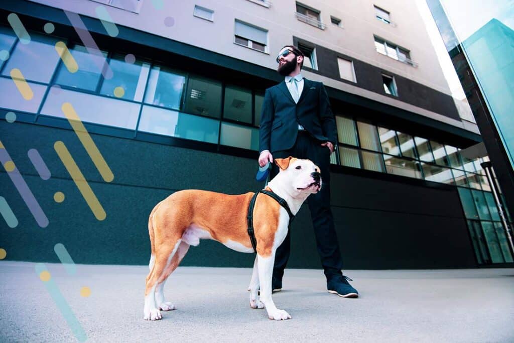 dog going to work