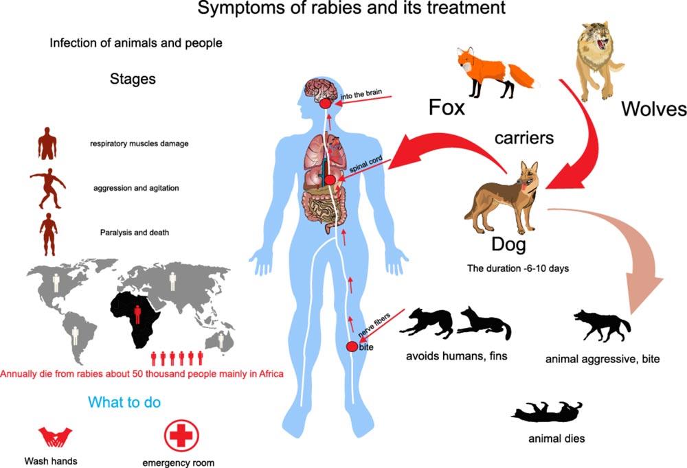 rabies shot