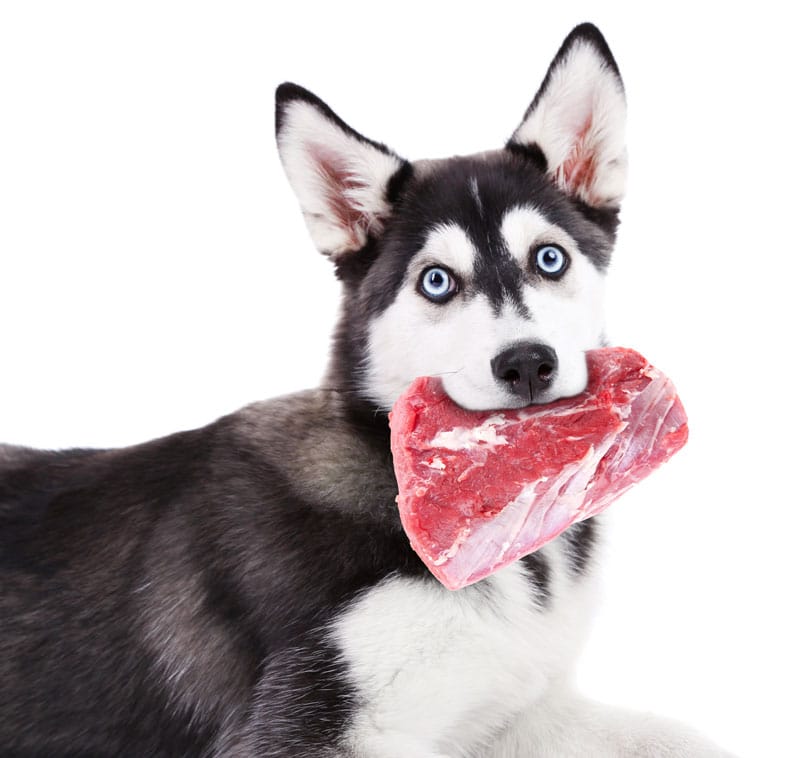 pet food